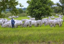 UN’s IFAD and the U.S. State Department help small-scale farmers to further reduce methane emissions