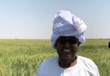 Sudan: African Development Bank Group commits nearly $74 million to boost wheat production