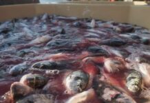 More than 150,000 people urge the EU to protect fish welfare