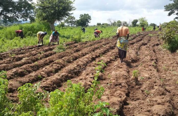 Heifer Nigeria to empower smallholder farmers
