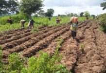 Heifer Nigeria to empower smallholder farmers Heifer Nigeria to empower smallholder farmers