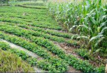 ECOWAS, Spain sign €1.4M MoU to support gender, agriculture, sustainable energy in West Africa ECOWAS, and Spain have inked a €1.4million Memorandum of Understanding (MoU) to support gender, agriculture and sustainable energy in West Africa.