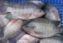 Ghana to explore new solutions to food system challenges Ghana to explore new solutions to food system challenges