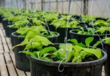 Agricultural and horticultural businesses must ‘upskill and open their doors’ to tackle labour shortages Moroccan-Dutch Partnership unveils horticultural center in Agadir