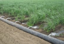 Egypt to recycle domestic wastewater for irrigation Egypt to recycle domestic wastewater for irrigation