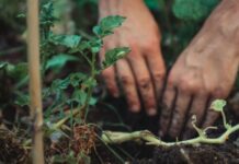 CARE, Cargill renew partnership to support women in agriculture CARE, Cargill renew partnership to support women in agriculture