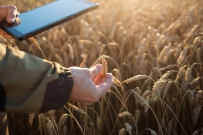 ICBA launches new AI-powered mobile app for crop disorder detection
