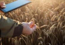 ICBA launches new AI-powered mobile app for crop disorder detection ICBA launches new AI-powered mobile app for crop disorder detection