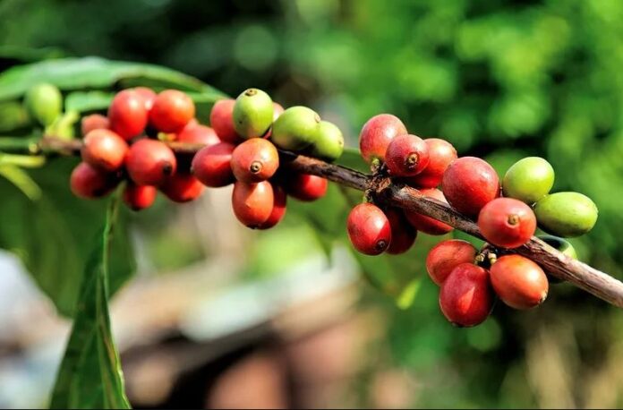 Papua New Guinea launches coffee policy