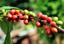Papua New Guinea launches coffee policy Papua New Guinea launches coffee policy