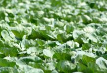 Mount Kenya University (MKU) unveils centre of excellence for agriculture Mount Kenya University (MKU) unveils centre of excellence for agriculture