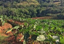 OCP Morocco launches Green Investment Programme OCP Morocco launches Green Investment Programme