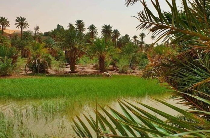 Morocco to save oasis agriculture from climate change