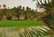 Morocco to save oasis agriculture from climate change Morocco to save oasis agriculture from climate change