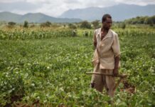 WFP launches virtual marketplace to boost smallholder farmers’ income in Namibia WFP launches virtual marketplace to boost smallholder farmers’ income in Namibia