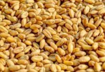 Zimbabwe records highest wheat harvest Zimbabwe records highest wheat harvest