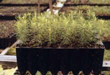 Ivory Coast launches phase two of Forestry Investment Project Ivory Coast launches phase two of Forestry Investment Project