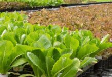 World Bank Tokyo Seminar “Insect and Hydroponic Farming in Africa: The New Circular Food Economy” World Bank Tokyo Seminar “Insect and Hydroponic Farming in Africa: The New Circular Food Economy”