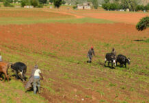 Planting kick-starts in Lesotho amid high input costs