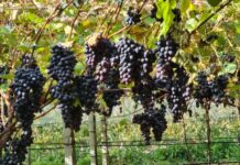 Rwanda starts farming grapes, wine processing