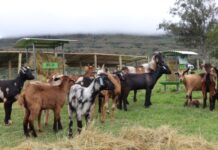 Joint indigenous veld goat project launched