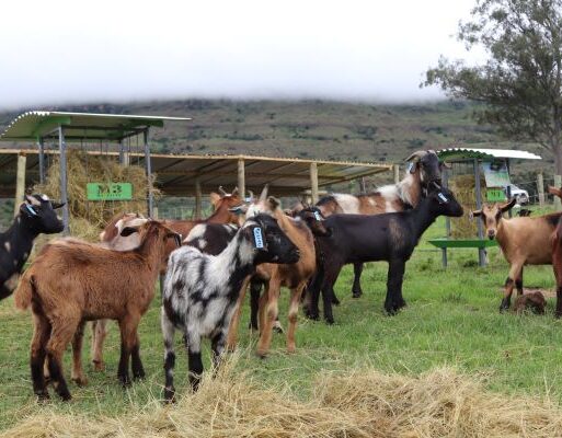 Nguni indigenous veld goats