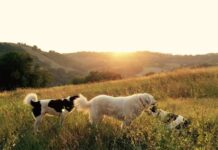The Best Dog Breeds for Guarding Livestock