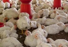 Zambian poultry eyes international markets