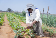 Brastorne Connects the Unconnected in Africa