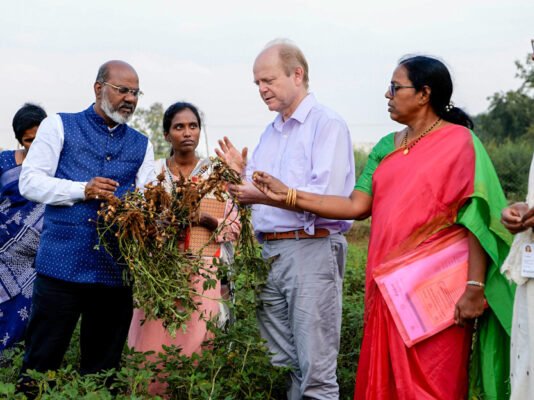 Developing new groundnut varieties to boost farmer incomes in Telangana