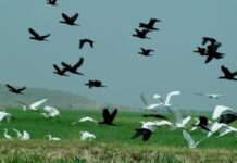 No biodiversity, no farmers, no food security