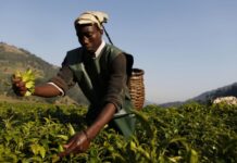 Calls made to revitalise the African Crop Science Society