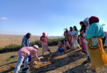 HAF Plants Thousands of Trees with Moroccan Communities for Annual Tree Planting Day