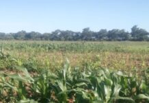 Cambridge Researchers Developing Self-Fertilizing Crops for Africa