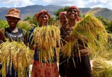 South Korea establishes ‘K-rice belt’ in 7 African countries