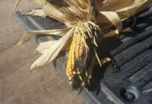 Variables to Mitigate the Risks of Poisonous Mycotoxin Growth on Stored Food