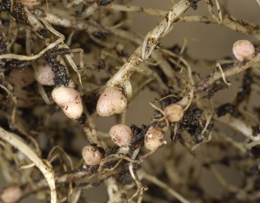 N-fixing nodules on Medicago truncatula