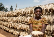 Improved food security expected in Rwanda as harvest starts
