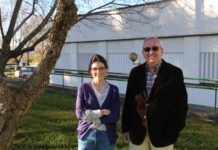 The most effective silicon fertilization strategy to boost olive tree defenses is ascertained