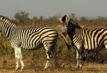 Zebra meat a potential protein source