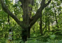 Laser Scanning Reveals Potential Underestimation of Biomass Carbon in Temperate Forest