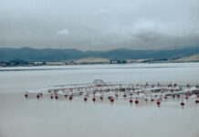 Developing Sustainable Aquaculture in Africa