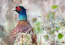 Pheasants at risk on unfamiliar ground