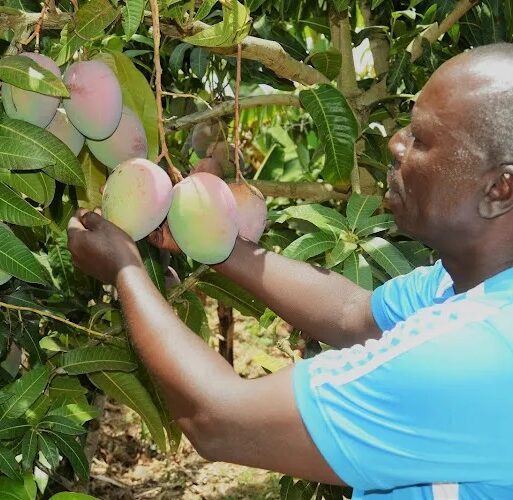 A mango farmer cheking his fruitsat afarm in Kenya