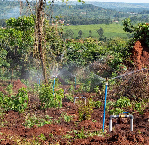A solar farm in Agang Cell Apac district Uganda (002)