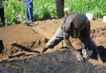 Biochar – Low-Cost Method to Improve Agricultural Output and Sequester Carbon