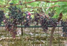 Urgent Liquidation Auction of Namibian Table Grape Farm