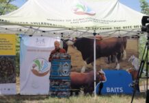 Botswana establishes world’s 1st electrified livestock enclosure