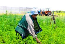 North West small scale producers get a nod after completing the SA-GAP programme