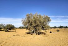 Contributions of a century-old olive tree to climate and soil